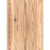 Дерево Сосна